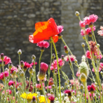 Superbloom at Tower of London